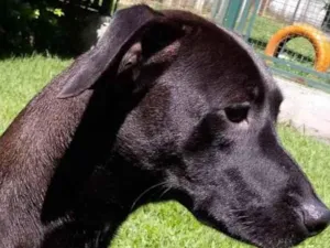 Cachorro raça Mestiça galgo  idade 1 ano nome Lilich