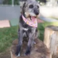 HAMÚ