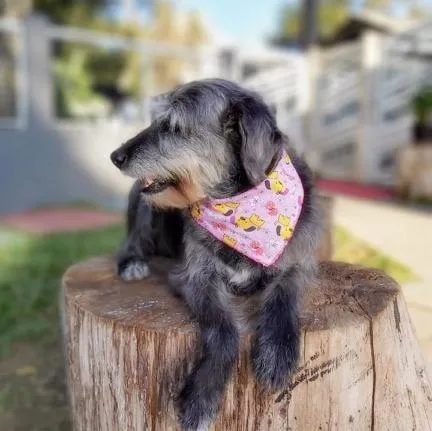 Cachorro ra a SRD-ViraLata idade 6 ou mais anos nome HAMÚ