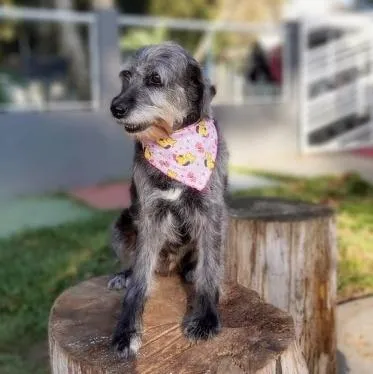 Cachorro ra a SRD-ViraLata idade 6 ou mais anos nome HAMÚ
