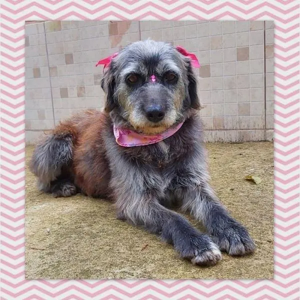 Cachorro ra a SRD-ViraLata idade 6 ou mais anos nome HAMÚ