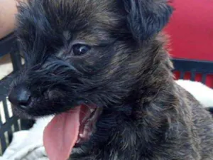 Cachorro raça Srd idade 2 a 6 meses nome Johnny lindo bebe 