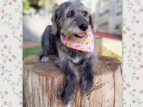 Cachorro ra a SRD-ViraLata idade 6 ou mais anos nome HAMÚ