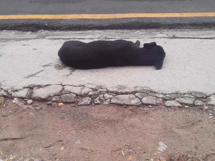 Cachorro ra a Vira lata idade 5 anos nome Arina