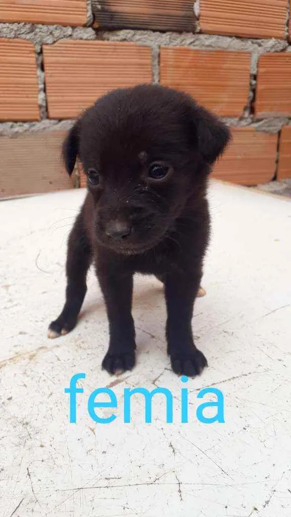 Cachorro raça Vira lata idade Abaixo de 2 meses nome Bebê 