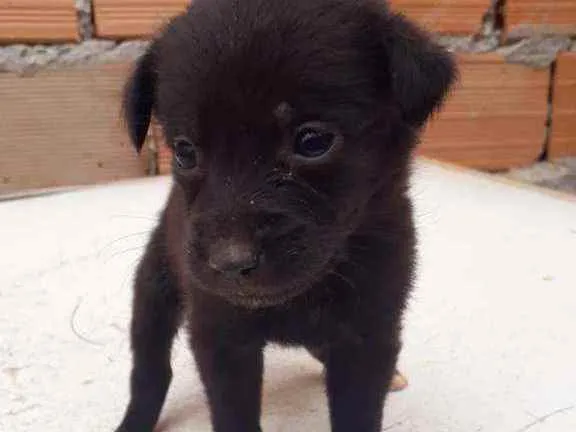 Cachorro raça Vira lata idade Abaixo de 2 meses nome Bebê 