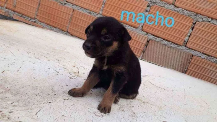 Cachorro raça Vira  lata idade Abaixo de 2 meses nome Bebê 