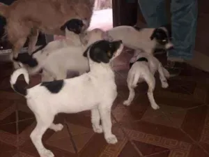 Cachorro raça Srd idade 2 a 6 meses nome Sem nome