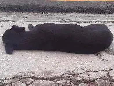 Cachorro ra a Vira lata idade 5 anos nome Arina