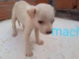 Bebê 