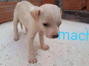 Cachorro raça Vira  lata idade Abaixo de 2 meses nome Bebê 