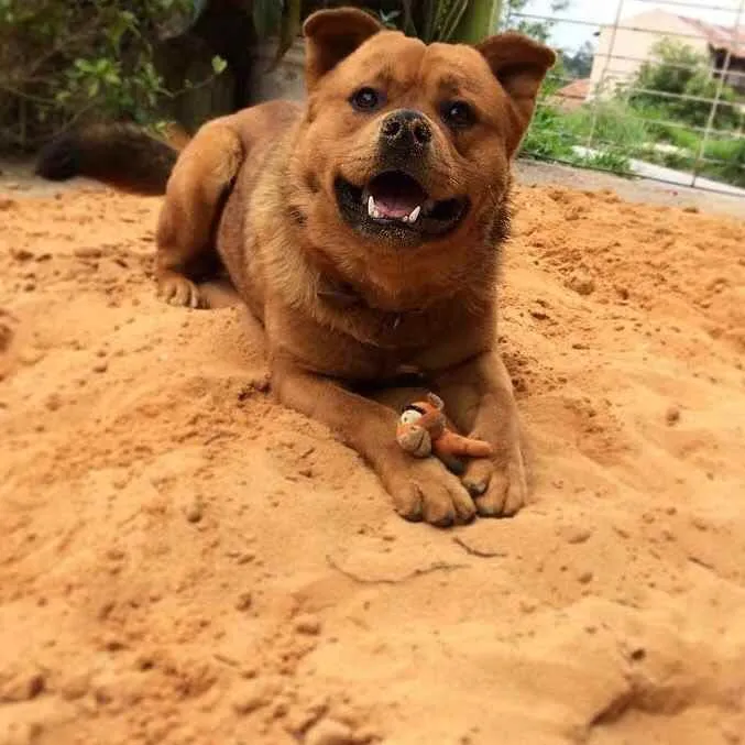 Cachorro ra a Vira lata  idade 4 anos nome Jake