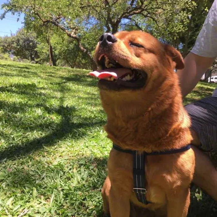 Cachorro ra a Vira lata  idade 4 anos nome Jake