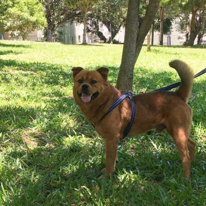 Cachorro ra a Vira lata  idade 4 anos nome Jake