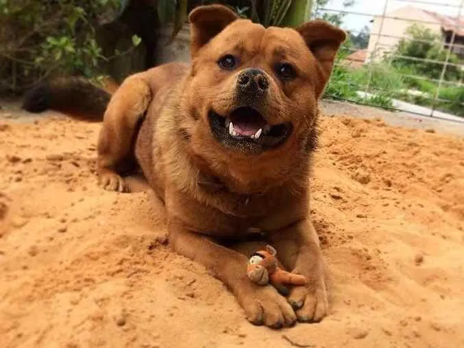 Cachorro ra a Vira lata  idade 4 anos nome Jake