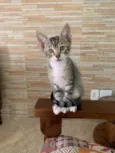 Gatinho
