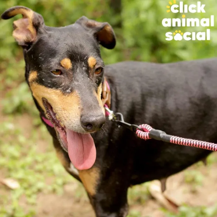 Cachorro raça SRD-ViraLata idade 2 anos nome Maiara