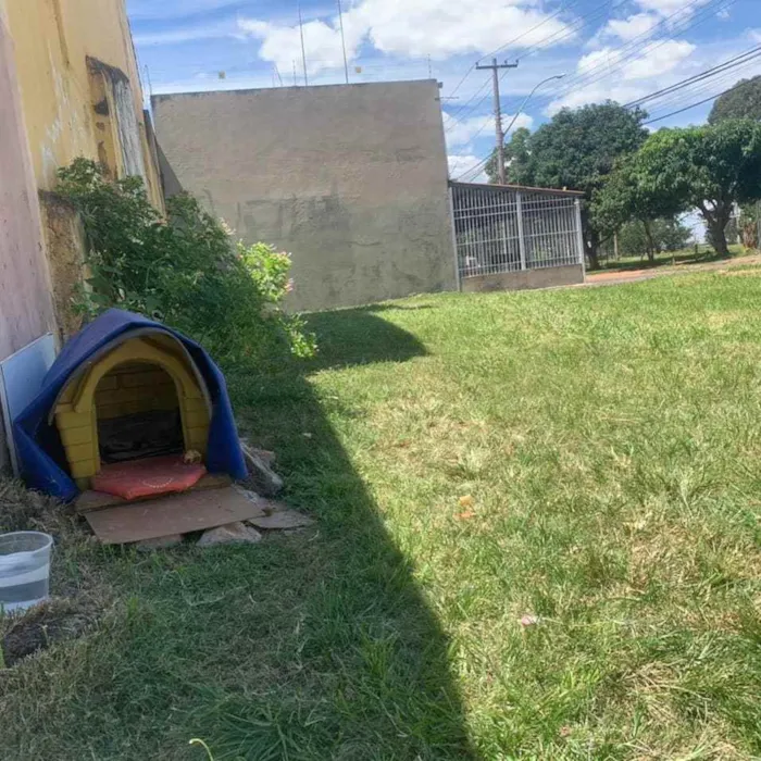 Cachorro ra a Srd idade 1 ano nome Malhado