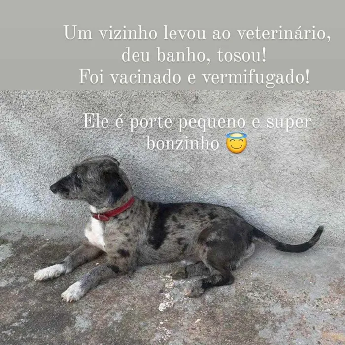Cachorro ra a Srd idade 1 ano nome Malhado