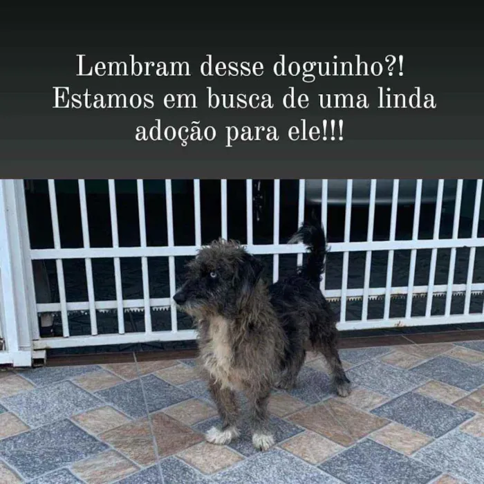 Cachorro ra a Srd idade 1 ano nome Malhado