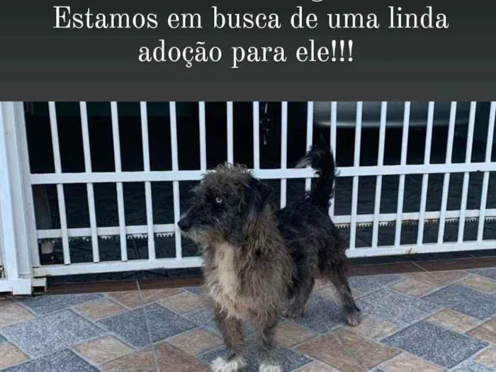 Cachorro ra a Srd idade 1 ano nome Malhado