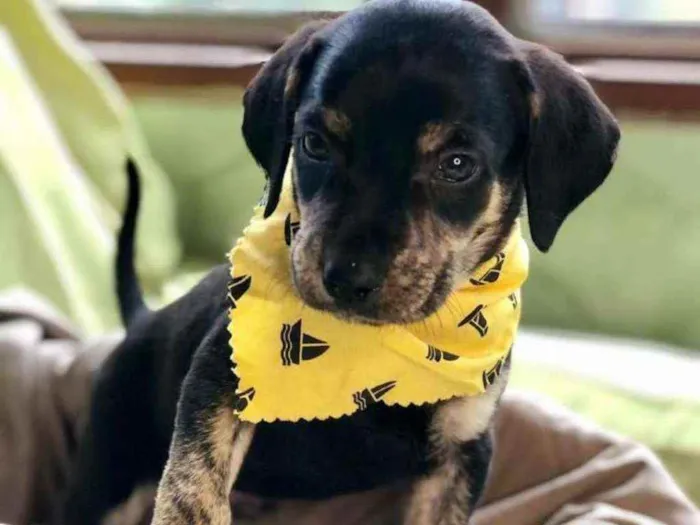 Cachorro ra a Srd idade 2 a 6 meses nome Pingo