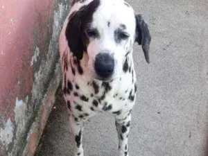 Cachorro raça Dalmata idade 5 anos nome Mileide