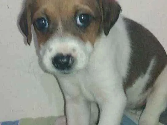 Cachorro raça sem raça idade Abaixo de 2 meses nome sem nome ainda 