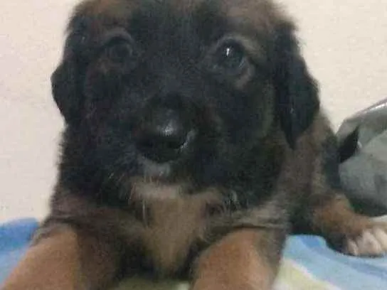 Cachorro raça sem raça idade Abaixo de 2 meses nome sem nome ainda 