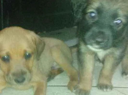 Cachorro raça sem raça idade Abaixo de 2 meses nome sem nome ainda 