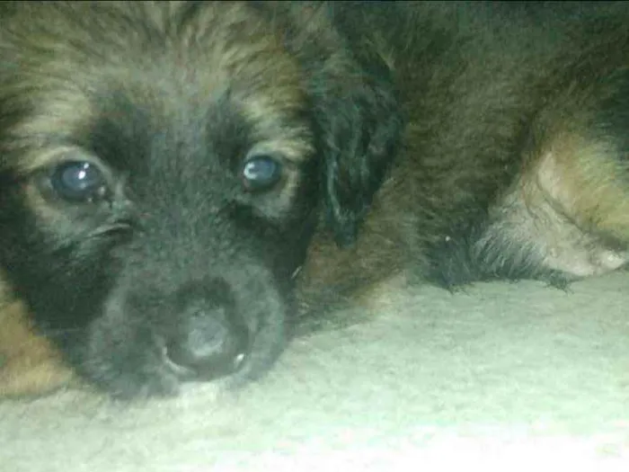 Cachorro raça sem raça idade Abaixo de 2 meses nome sem nome ainda 