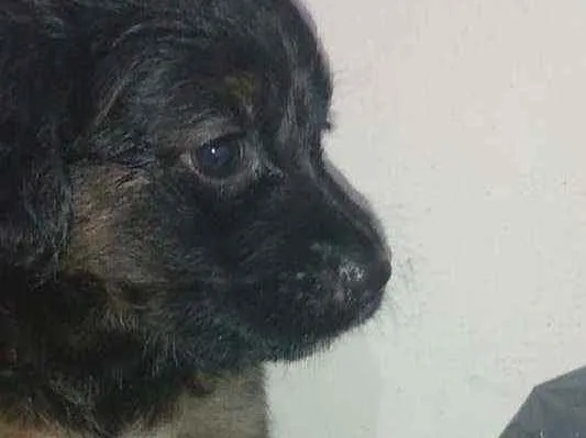 Cachorro raça sem raça idade Abaixo de 2 meses nome sem nome ainda 