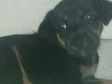 Cachorro raça sem raça idade Abaixo de 2 meses nome sem nome ainda 