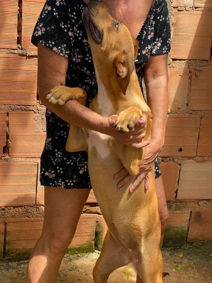 Cachorro ra a SRD-ViraLata idade 7 a 11 meses nome Dama