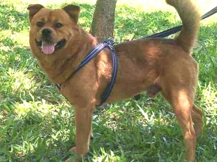 Cachorro ra a Vira lata  idade 4 anos nome Jake