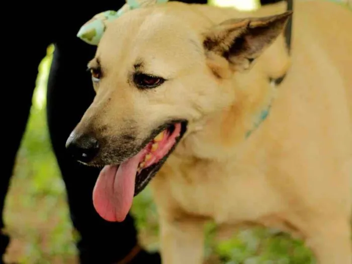 Cachorro ra a SRD-ViraLata idade 4 anos nome Gaia