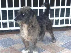 Cachorro raça Srd idade 1 ano nome Malhado