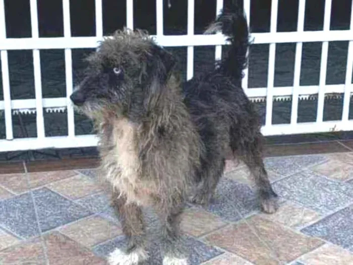 Cachorro ra a Srd idade 1 ano nome Malhado