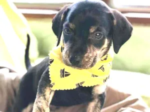 Cachorro raça Srd idade 2 a 6 meses nome Pingo