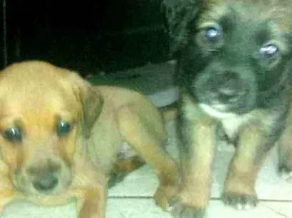Cachorro raça sem raça idade Abaixo de 2 meses nome sem nome ainda 
