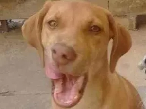 Cachorro raça Sem Raça  idade 2 anos nome Nana