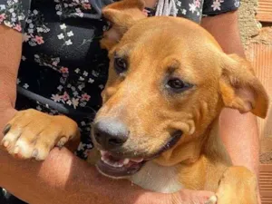 Cachorro raça SRD-ViraLata idade 7 a 11 meses nome Dama