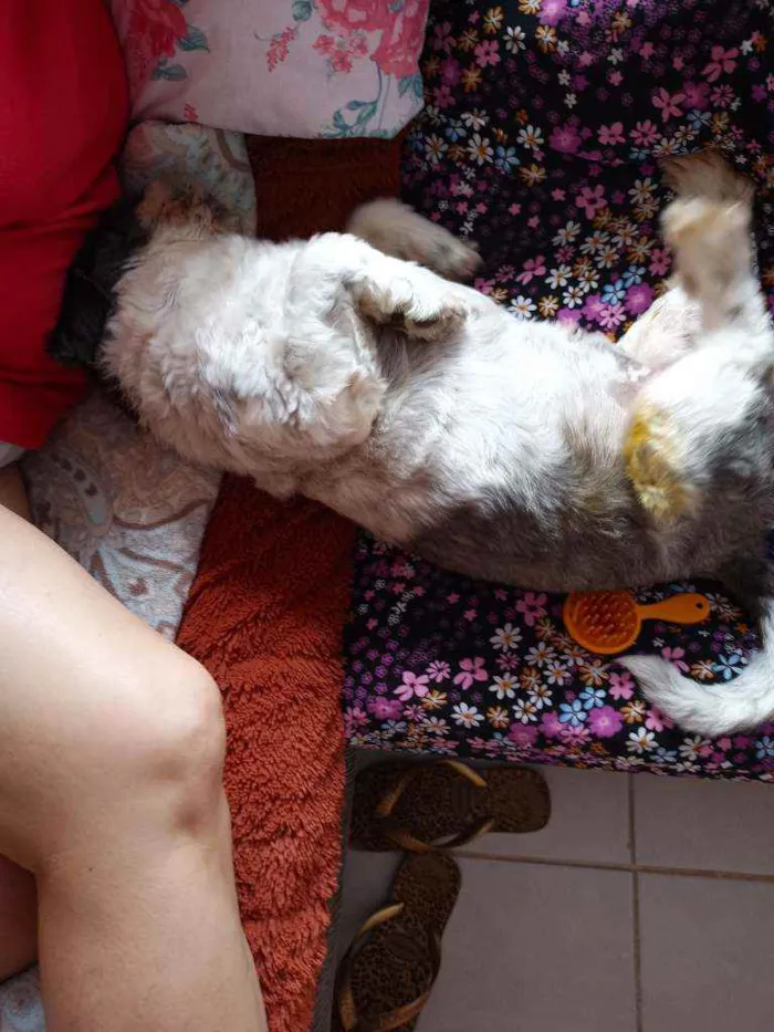 Cachorro ra a Lhasa idade 2 anos nome Quim_quin