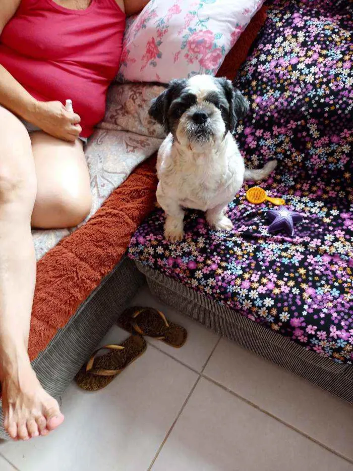 Cachorro ra a Lhasa idade 2 anos nome Quim_quin