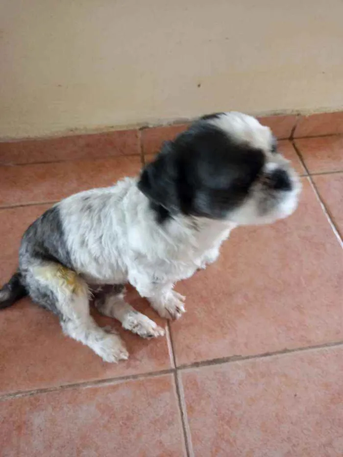 Cachorro ra a Lhasa idade 2 anos nome Quim_quin