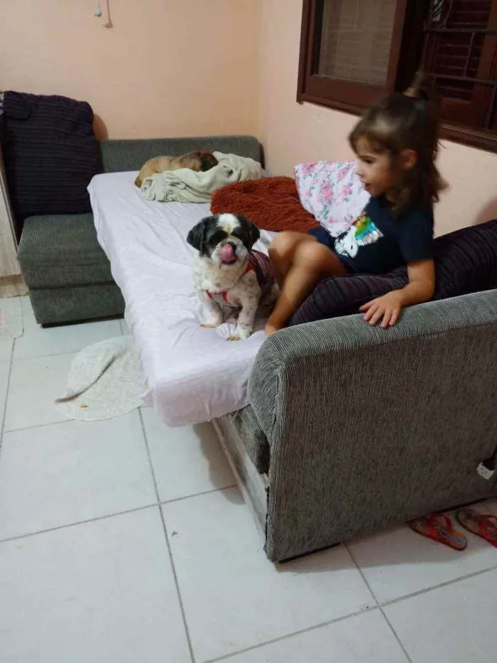 Cachorro ra a Lhasa idade 2 anos nome Quim_quin