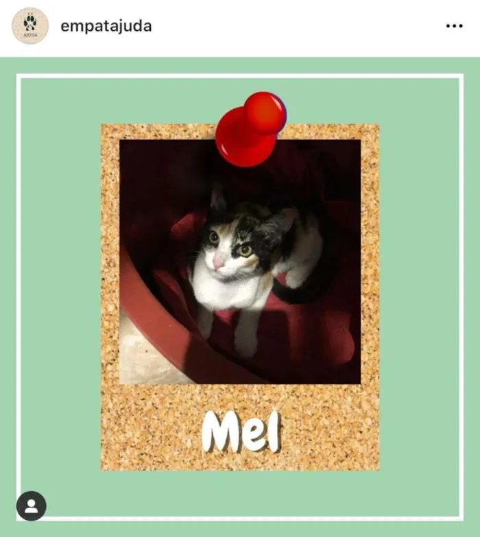 Gato ra a SRD-ViraLata idade 2 a 6 meses nome Mel