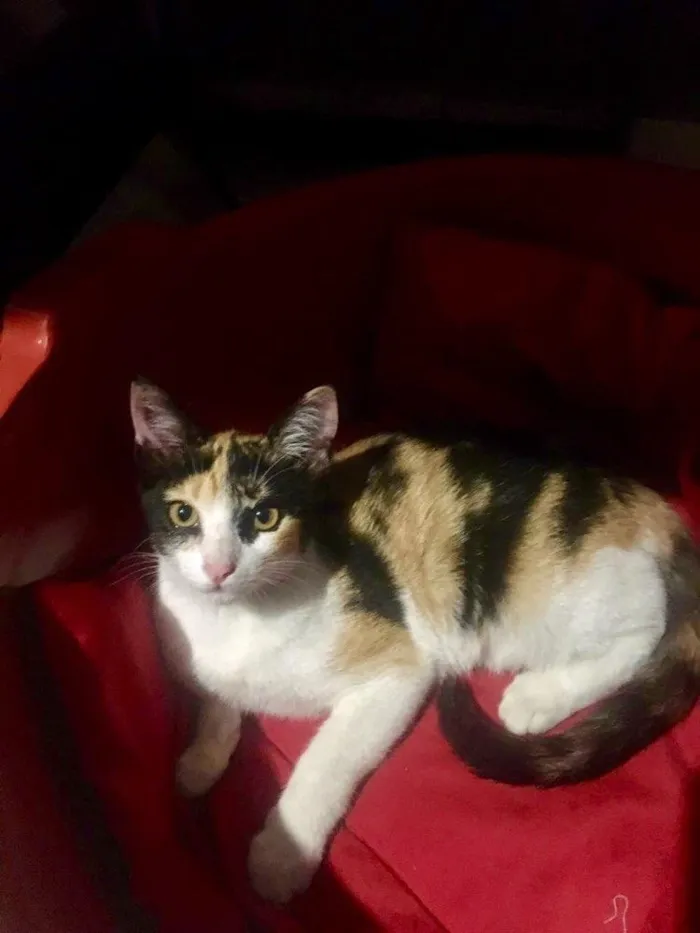 Gato ra a SRD-ViraLata idade 2 a 6 meses nome Mel