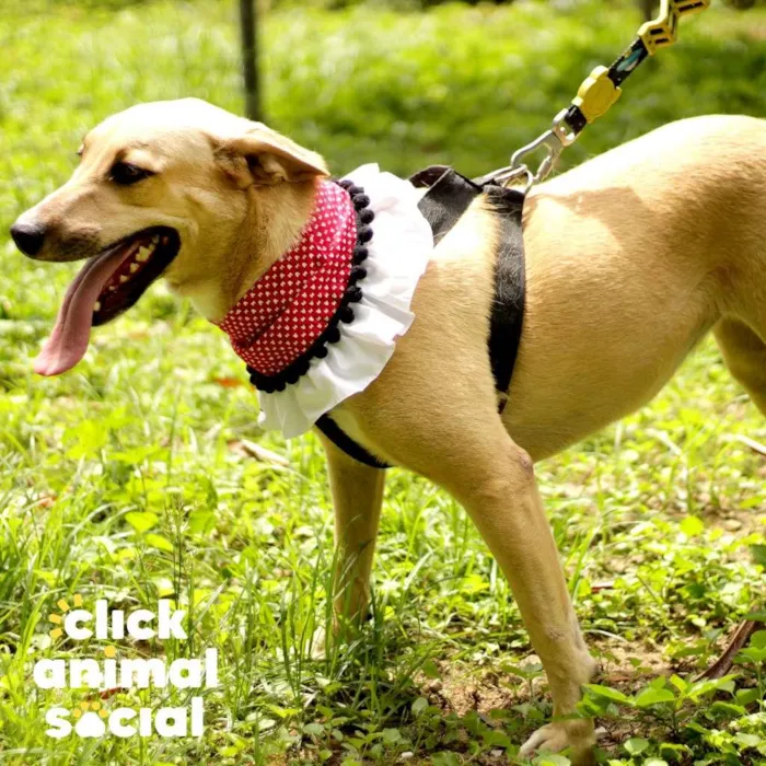 Cachorro ra a SRD-ViraLata idade 3 anos nome Athena