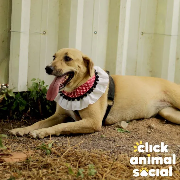 Cachorro ra a SRD-ViraLata idade 3 anos nome Athena